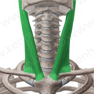 Sternocleidomastoideus