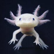 MrAxolotl