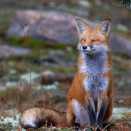 ✵SUMMER FOX✵