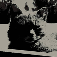 Hushed Cat