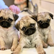 PUG