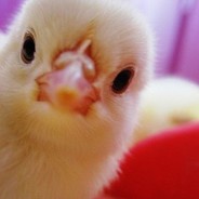 Chicken Muffin