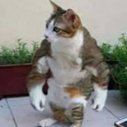 maybe cat