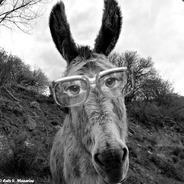 SrDonkey