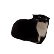 pruls