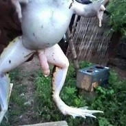Testiculodeaguiladisecado_yt