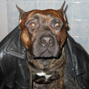belaybrat