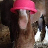 Pferd