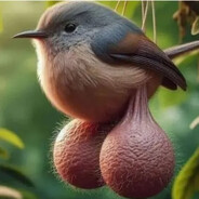 bolshie koki