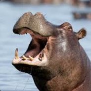 Saber-Tooth Water Cow