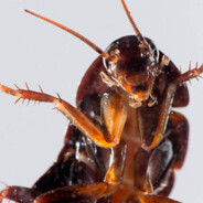 Roach