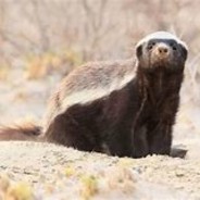 honeybadger -GSU-