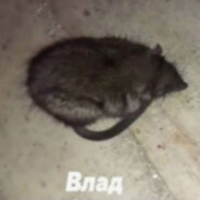 Влад влад влад вл