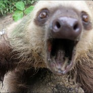 The Sloth