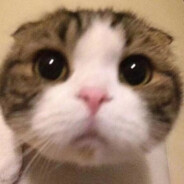 呆猫