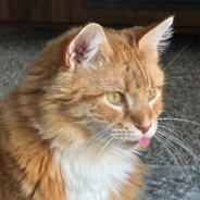 Kitty Purry