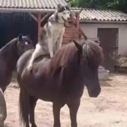 把爱留在香蕉道