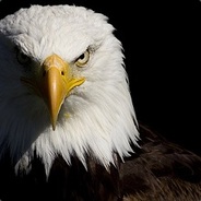 Eagle hunter