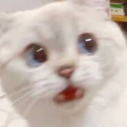 momozonopony
