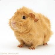 Hammy The Guinea Pig