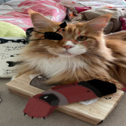 ClassyPredator