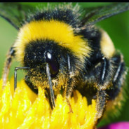 Keksbienchen