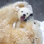 ThatCozyBear