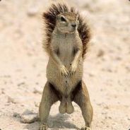 Rabid Squirrels