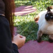 lethal_Kitty