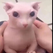 bingus
