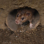 Sewage Rat