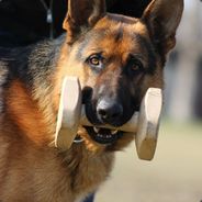 Tatko