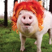 PorkiThePig