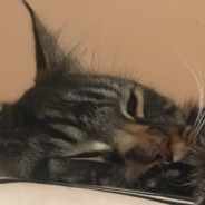 VMD