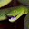 Group Avatar