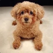 dogz231