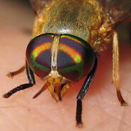 yellow fly of the dismal swamp