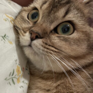 Daisy