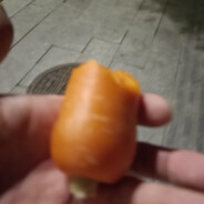 利父