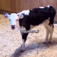 mooowuh