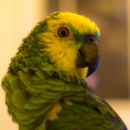 larrilow