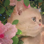 小羊糕糕