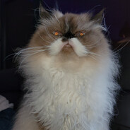 Catlives