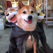 AceHusky