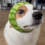 ñ