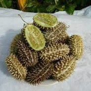 !!! wild cucumber !!!
