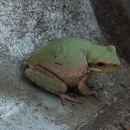 Immovablefrog