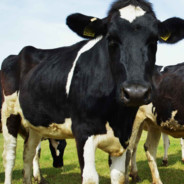 Moo
