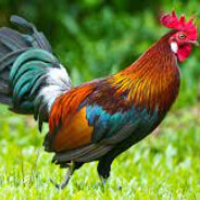 Kacperek