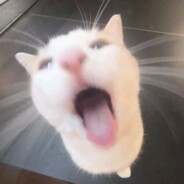 mirgabtch.
